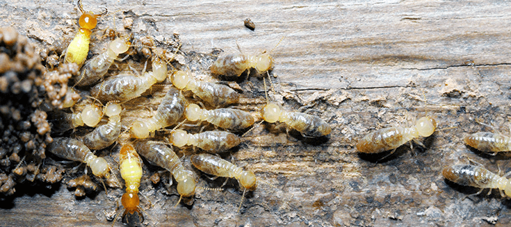 termite_services_1