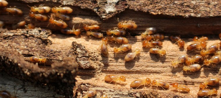 termite-inspection-and-treatment