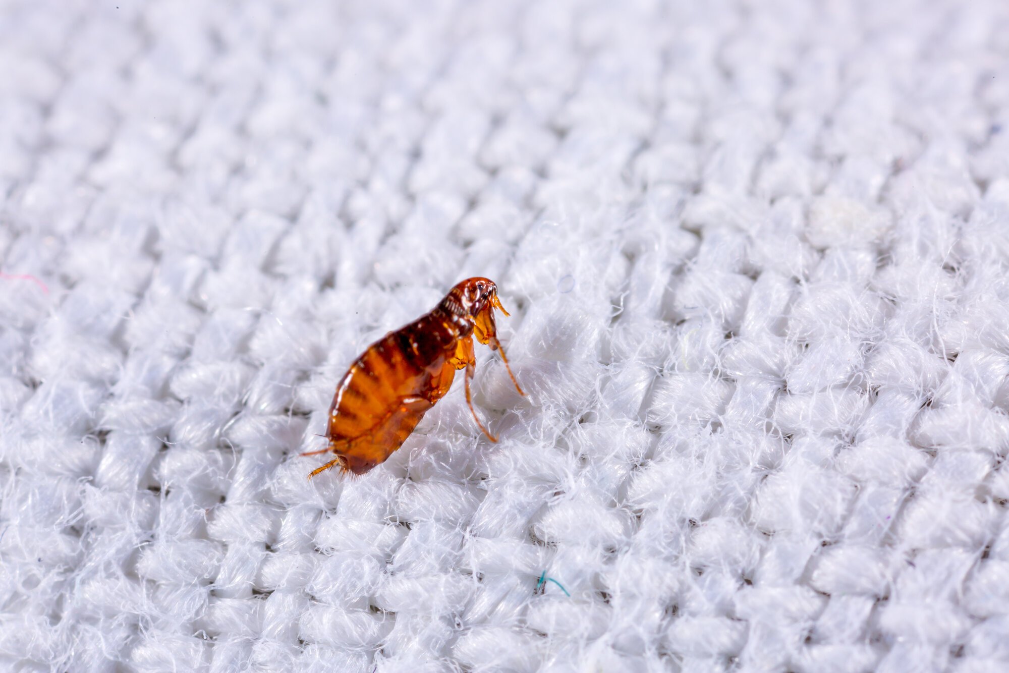 Flea-on-white-fabric_NoLocation_1_2000x1334